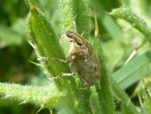 Réf. 282 082 : Cleonis pigra